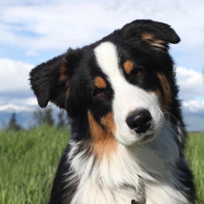 ALL ABOUT DOGS!👈🏽🐶🐩 only posting the cutest! Stay tuned for the latest dog supplies👍🏽
