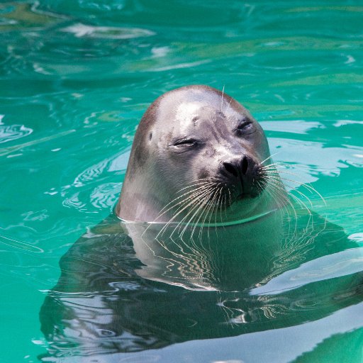 project_ARISE's profile picture. NERC funded project entitled 'Can we detect changes in Arctic Ecosystems?' Using stable isotopes,telemetry,ecology and models to detect change in the Arctic.