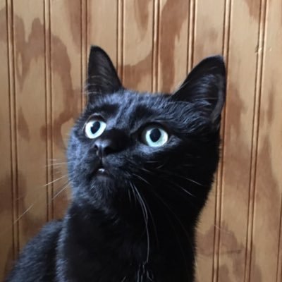 PepperMarieG's profile picture. Cute little black kitty do’n stuff 😻If you’re interested in kitty adoption or fostering contact https://t.co/VXVnBoDfnX 😻
