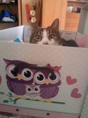 silviasilvy13's profile picture. 