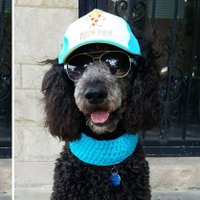 Miklo The Standard Poodle(@MikloVelazquez) 's Twitter Profile Photo