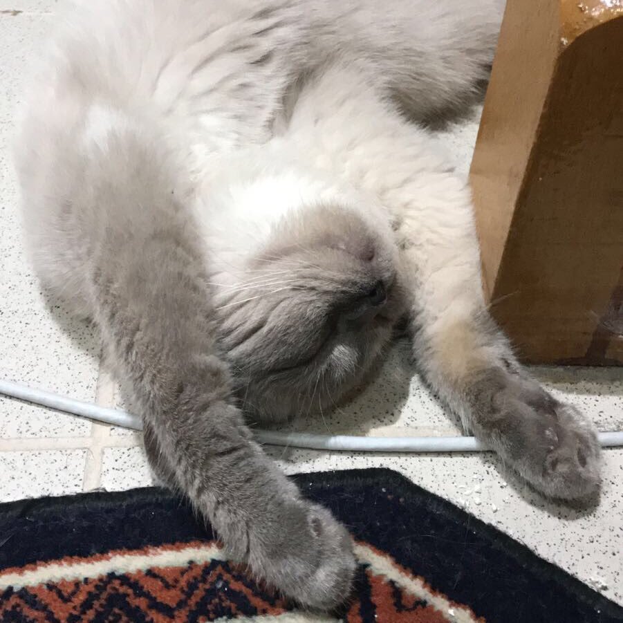 cgdmkrkc's profile picture. 