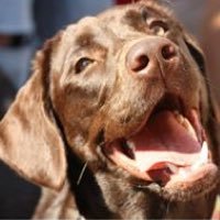 An annual event for pups and their people's. Join us Saturday, Sept. 9th from 10-3pm at Linden Hills Farmer's Market!