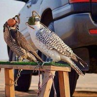 Twaitzyad@gmail.com (@twaitzyad) 's Twitter Profile