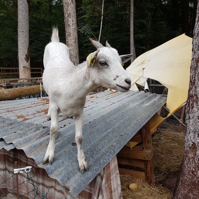 raphozy1's profile picture. Fan de sport et cynique 😎