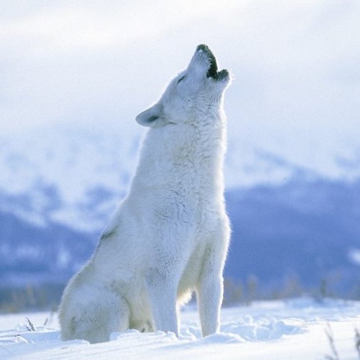 GentaWolf's profile picture. GentaWolf