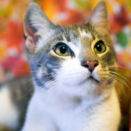 Classic movie and film noir collector, former minor quasi-famous radio personality and proud cat-daddy to Max.