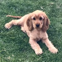 Team Mika (@getmikahome) 's Twitter Profile