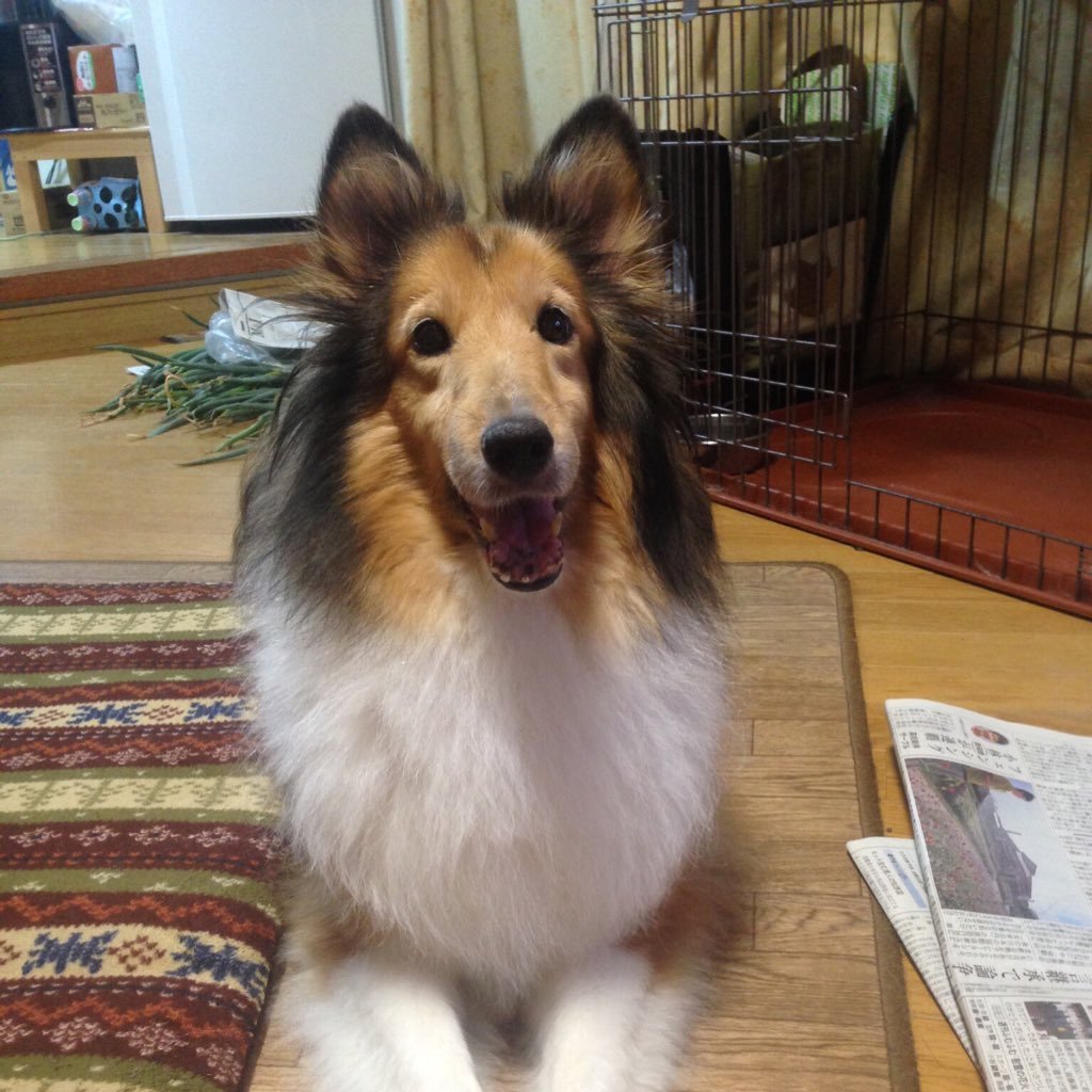 MajisukaAKB48's profile picture. 気になったツイートにはリプすると思いますが、テキトーに返してやって下さい！(*｀ω´)/