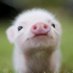 Lilero D. Crid 🐷 #Kalte (@daincrid) Twitter profile photo Lilero D. Crid 🐷 #Kalte (@daincrid) Twitter profile photo