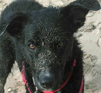 daisyfurryfool's profile picture. I live with 2legs, and I drag him round beautiful North Wales, sharing photos of beautiful me in beautiful places! I'm a labradollie, or perhaps a corador?
