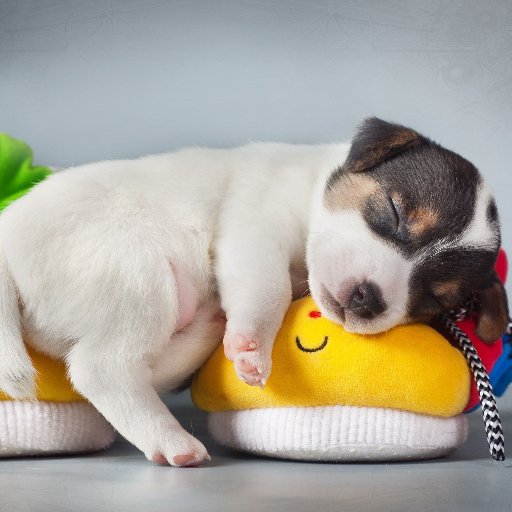 Pictures, videos and gifs of the most adorable dogs & puppies #dogs #puppies #pets