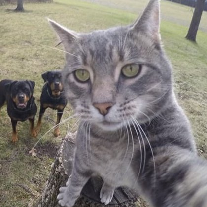 micio_gol's profile picture. Felino tuttologo.  Ti sei seduto dalla parte del torto perché dalla parte della ragione i posti era tutti occupati da @micio_gol.