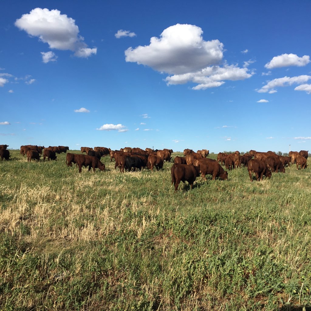 Purebred Simmental breeder near New Brigden, AB. Also sell replacement commercial heifers. Sale on the ranch March 27/2024 @ 1:00pm. Tweets are Kresten's.