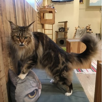 GalleryFake4's profile picture. #日本野鳥の会 #野鳥 #家庭菜園 #α6600 #SEL70350G #旅行 #ガーデニング #灯台 #料理 #双子 Love birds, gardening, wildlife, traveling, lighthouse, cooking