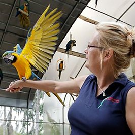 The Florida Exotic Bird Sanctuary is dedicated to the care and well-being of parrots and other exotic birds.