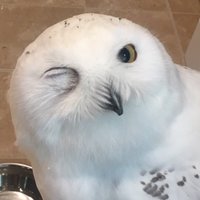 はた (@67_owl20) 's Twitter Profile Photo