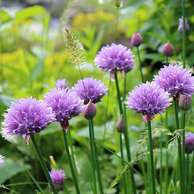 DIY Plant Markers for your Herb Garden