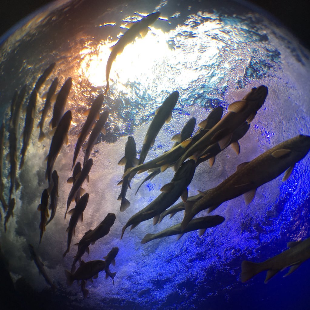 北の大地の水族館（山の水族館）さんのプロフィール画像