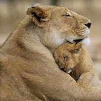 COPE CENTER NORTH (@copecenternorth) 's Twitter Profile