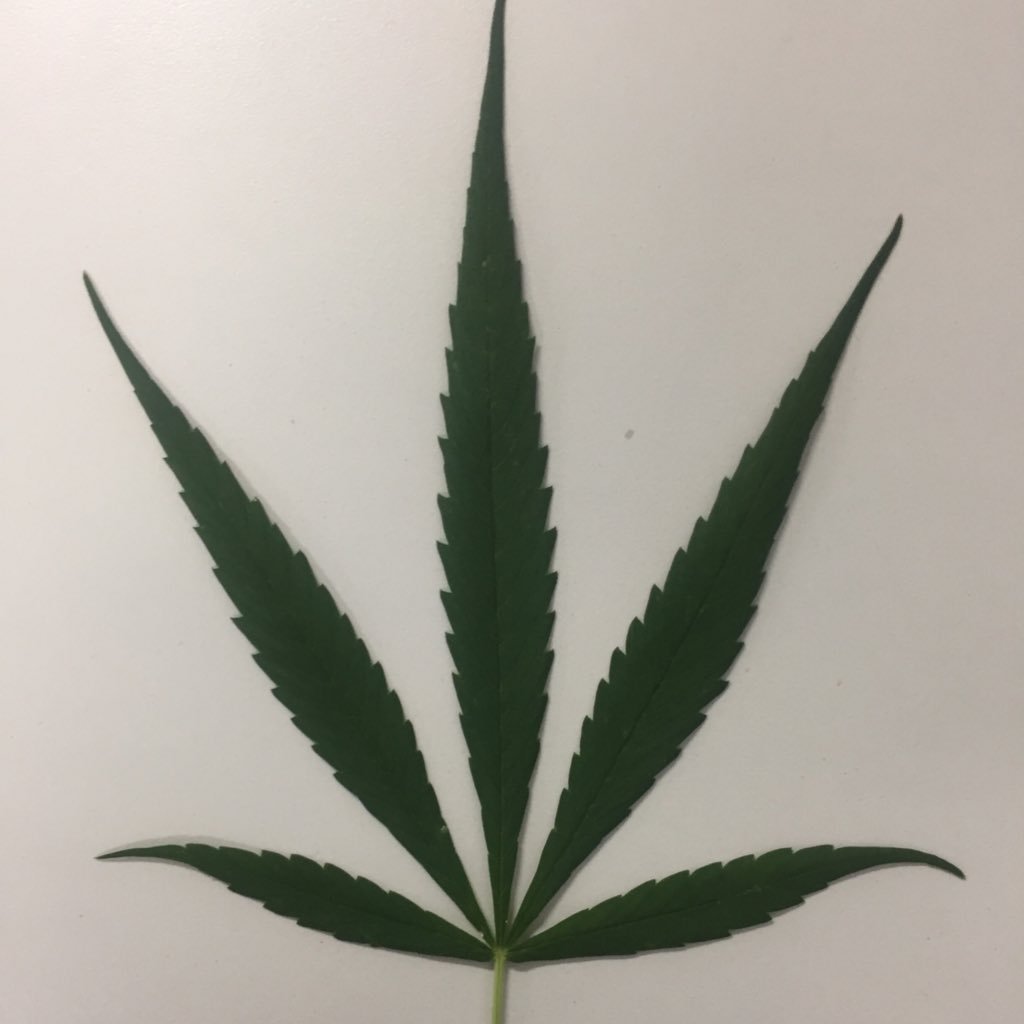 BoybusSj's profile picture. 