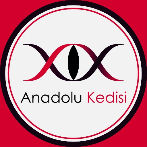 Anadolu Kedisi