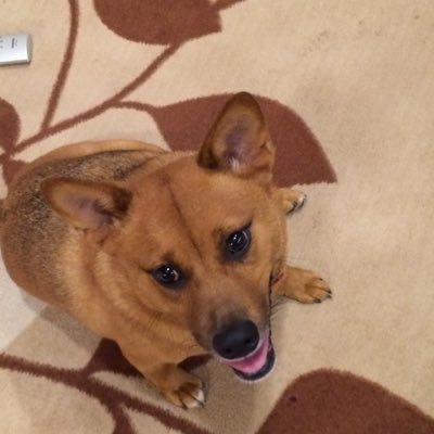 vqdpzeLzgN8MC0v's profile picture. わちふぃーるどにハマってます。特にジタンが好き(๑˃̵ᴗ˂̵) もちろんダヤンも好きですよ。猫アレルギーのため、飼えないのが残念…愛犬家です。