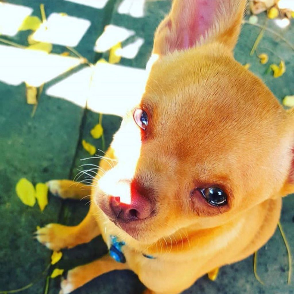 Vinny the Chihuahua! 🐾 follow me, see my journey! instagram- @manlikevinny