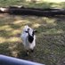 Office Goats (@officegoats) Twitter profile photo Office Goats (@officegoats) Twitter profile photo