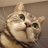 catballet1949