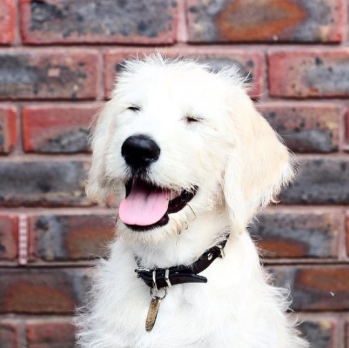 I’m Luna the @guidedogs puppy in training. Former @thismorning puppy Opinions are my own. Instagram: @theguidepuppy