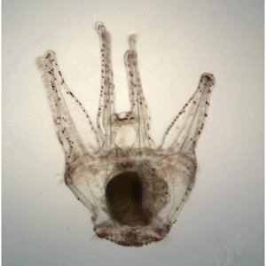 @Echinobase is the twitter account for the echinoderm web information system