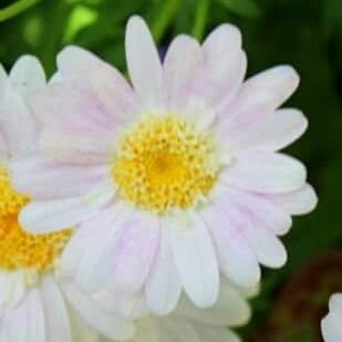 Daisy070070's profile picture. 