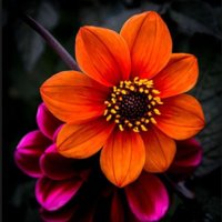 PeaceToAll🌹 (@praying4peace13) 's Twitter Profile