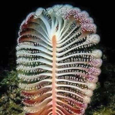 AliWahono5's profile picture. Keadilan harus ditegakkan dan kebatilan harus segera kita tumbangkan