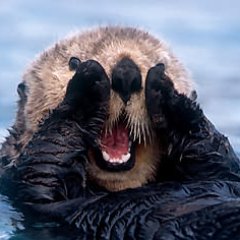 nicholasswift13's profile picture. Hello