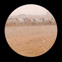 عايد لبيع الاغنام (@ayedd_f16) 's Twitter Profile