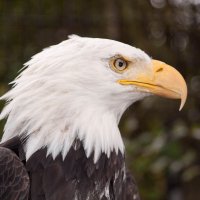 Old Town Elementary (@oldtowneagles) 's Twitter Profile
