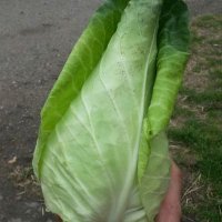 Enfield Veg Co.(@EnfieldVegCo) 's Twitter Profile Photo