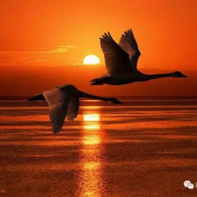 i1ceD0pESgPEEgF's profile picture. 你在那頭/我在這頭//我是中國/中國是我//雲在天上/鳥在風中//何須問風/這世界難道 總由那風來統治嗎？//這是什麼時代了/這個世界應該是屬於人的啊！