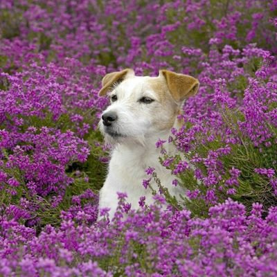 _purple_Cat's profile picture. бобры и бег