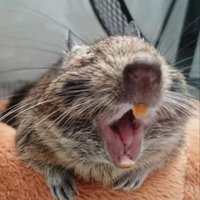 スパーク青木 (@sparkaoki) 's Twitter Profile