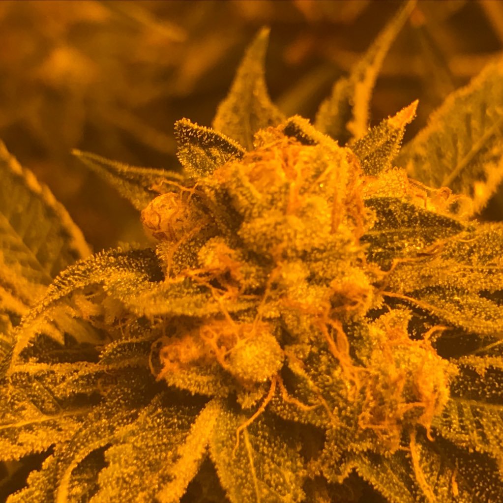 I love technology. I love music. I am a colorado native displaced and replaced in Oregon. cannabis grower.