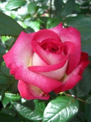 Hasibur62929546's profile picture. 