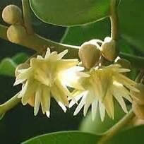 khaing_pan's profile picture. Music Music Music