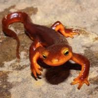 πππππ‘πππ π (@linuxnewt) 's Twitter Profile