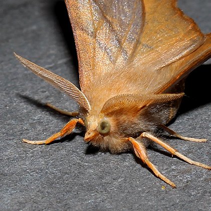 The UK's biggest online Moth recording group