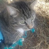 Odin Smith (@kingodin_thecat) 's Twitter Profile