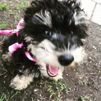 Kristine Goldhawk (@kegoldhawk) 's Twitter Profile