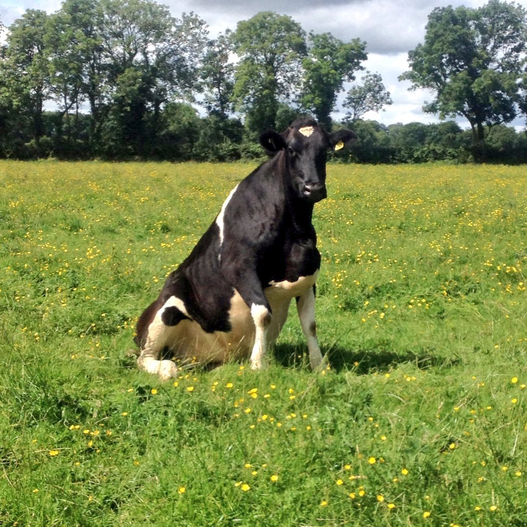 Mini_thynne's profile picture. Young dairy farmer county Meath!